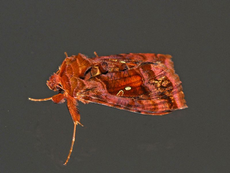 Noctuidae: Autographa jota